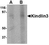 Antibody product image